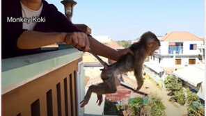 ‘때리고, 던지고, 죽이고…’ 원숭이 학대 유튜브 논란