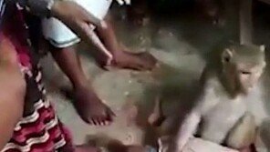 “원숭이가 지붕뚫고 아기 납치해 사망”…경찰, 母도 조사 왜?