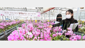 호접란 새 품종 평가회