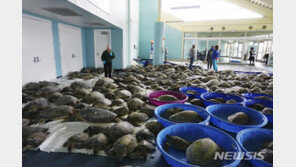 텍사스 한파에 ‘거북이 구출 작전’…주민들, 3500마리 구했다