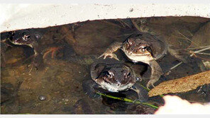 월출산에 ‘봄 전령사’ 북방산개구리 산란 시작