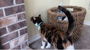 “무슨 냄새가?” 가스밸브 옆 지킨 고양이, 온 가족 살렸다