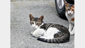 세종서도 확진자가 기르던 반려묘 감염…전국 3번째