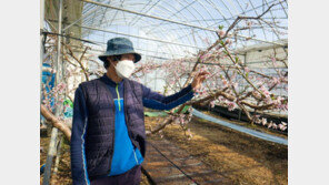 “비닐하우스에 복사꽃이 피었어요”