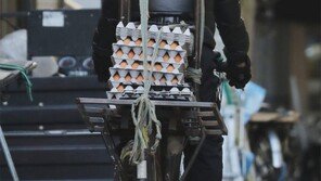 “계란이 왔어요”[고양이 눈]