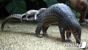 WHO “코로나 중간숙주는 천산갑이 아니라 토끼 또는 오소리”