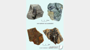 북한에서 1억3000만년 전 화석 발굴…“중생대 조류 화석”