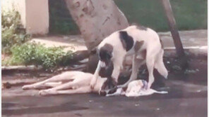 “친구야 일어나 봐” 아픈 친구 곁 지킨 강아지