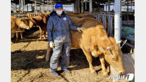 1.2톤 넘는 슈퍼한우…합천서 사상 최고 2000만원 경매가