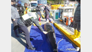 남해 마안도 해상 설치 정치망에서 밍크고래 숨진채 발견