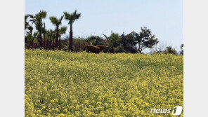 제주, 한파 사흘만에 고온현상 23.7도 기록…2월 역대 두 번째