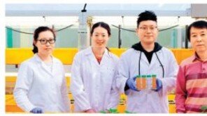 생산 빠르고 안전한 ‘식물 단백질 백신’… 팬데믹 탈출 열쇠 될까