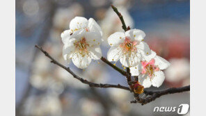 목요일까지 ‘반짝 추위’ 지나면…주말부터 봄으로 향한다