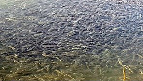 [포토]“물 반 고기 반!”…늦겨울 나타난 숭어 떼에 탄성이 절로