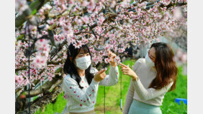 활짝 핀 복사꽃