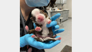 꼬리 2개·다리 6개 달린 ‘기형 강아지’…원인은?