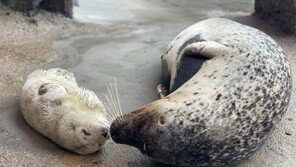 “엄마가 지켜줄게”… 참물범의 모성애