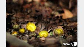 따뜻한 겨울에 봄꽃 개화…1월 소백산서 복수초 첫 꽃봉오리