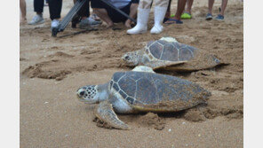푸른바다거북, 제주서 3847km 헤엄쳐 고향 베트남 찾아가