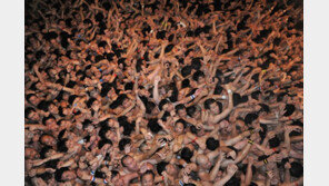 코로나 시국에 기어이…日 ‘알몸축제’ 축소해서 개최