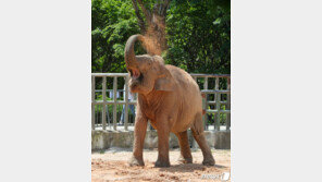 ‘코끼리 코 한방에’…스페인 동물원서 끔찍한 인명 사고