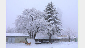설악·오대산 전면통제…태백·치악산 부분통제