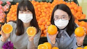 “청견 오렌지 맛보세요”