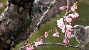 봄 소식 알리는 벚꽃