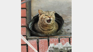 으르렁![고양이 눈]