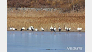 겨울 한파, 황새도 추웠나…화성습지서 이례적 집단 월동