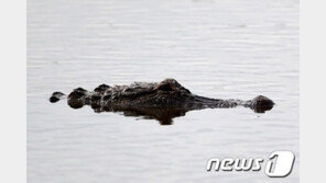남아공서 사육 악어 강으로 집단탈출…온나라가 비상
