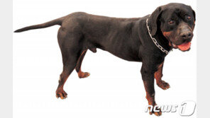 “피해 없는 줄 알고 현장 이탈”…시민 습격 로트와일러 견주 경찰 출석