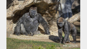 미 샌디에이고동물원, 유인원 9마리에 코로나 백신 접종