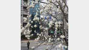 하얀 목련이 필 때면… 8일 낮 최고 15도
