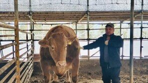 USA투데이 “한우가 전세계 최고, 日 와규는 잊어라”