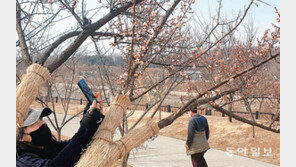 꽃망울 터뜨린 매화