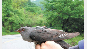 여름철새 벙어리뻐꾸기 4691㎞이동경로 첫 확인