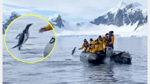 “살려주세요!” 범고래 피해 보트로 ‘폴짝’ 날아든 펭귄