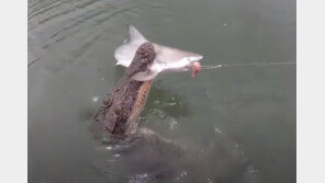 “내가 잡았어!” 상어 낚았는데…2.5m 악어가 가로채 (영상)