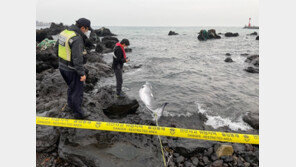 제주해안 발견 3.4m 밍크고래 사체 900만원에 거래