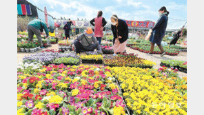 부산 화훼단지에 시민들 북적