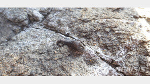 안산 대부도서 1억2000만년전 공룡 발가락뼈 화석 발견