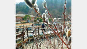 버들강아지 활짝