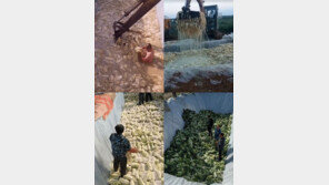 “맨몸에 쥐떼까지”…중국산 김치 제조 과정 ‘충격’ [영상]