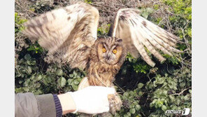 쥐 사냥하다 끈끈이 걸린 칡부엉이 치료 후 자연 품으로