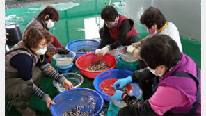 방류할 빙어 알 채취