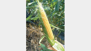 괴산군 개발 ‘대학단옥수수’ 특화작물로 육성