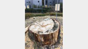 [고양이 눈]그동안 고마웠어