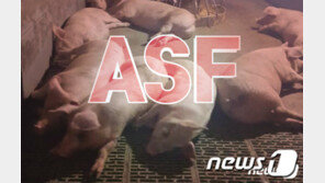 춘천·양구서 ASF 감염 멧돼지 4마리…강원 누적 661건