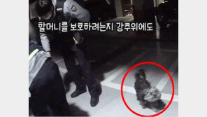 강추위 속 치매 할머니, 반려견 덕분에 가족 찾았다